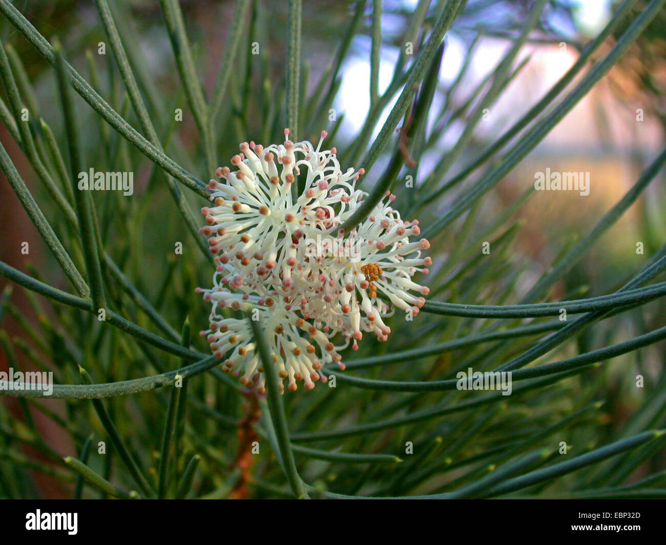 Lange-Blatt Korkholz (Hakea Suaveolens), Blütenstand Stockfoto