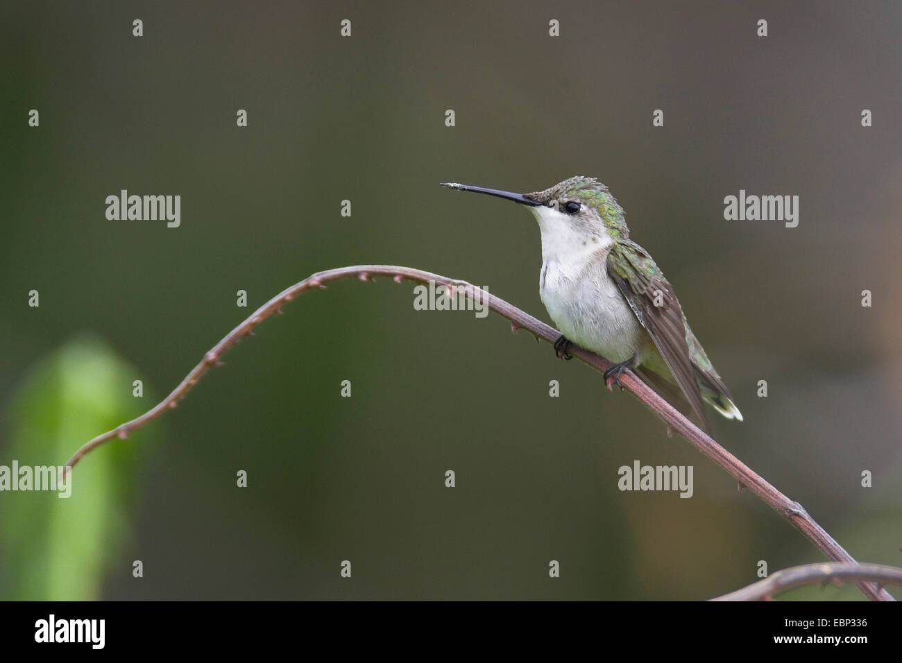 Ruby – Throated Kolibri (Archilochos Colubris), Weiblich, USA, Florida, Fort De Soto Stockfoto