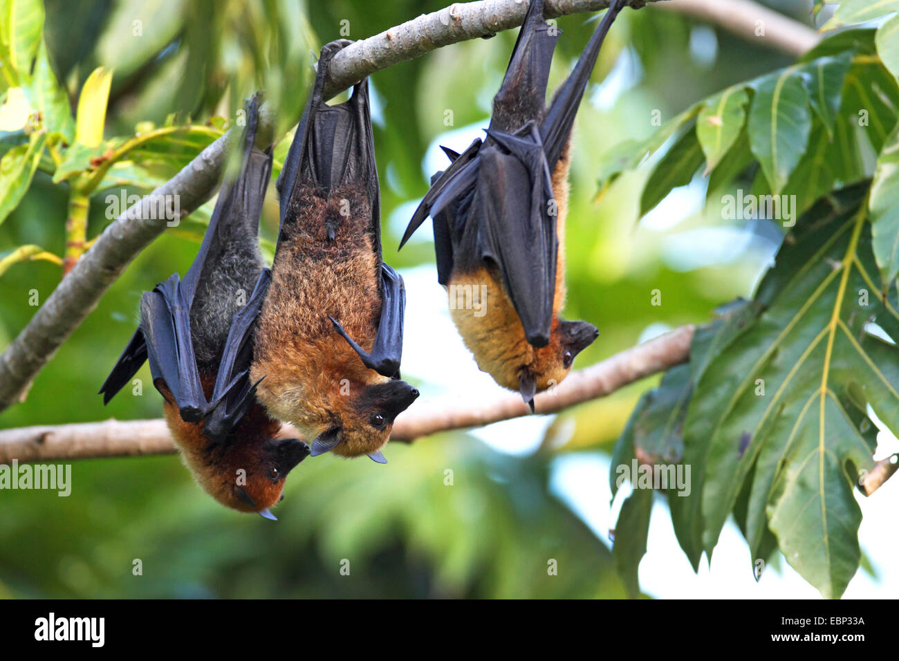 flying Fox, Seychellen-Flughund (Pteropus Seychellensis), drei Flughunde hängen zusammen in einem Baum, Seychellen, Mahe Seychellen Stockfoto