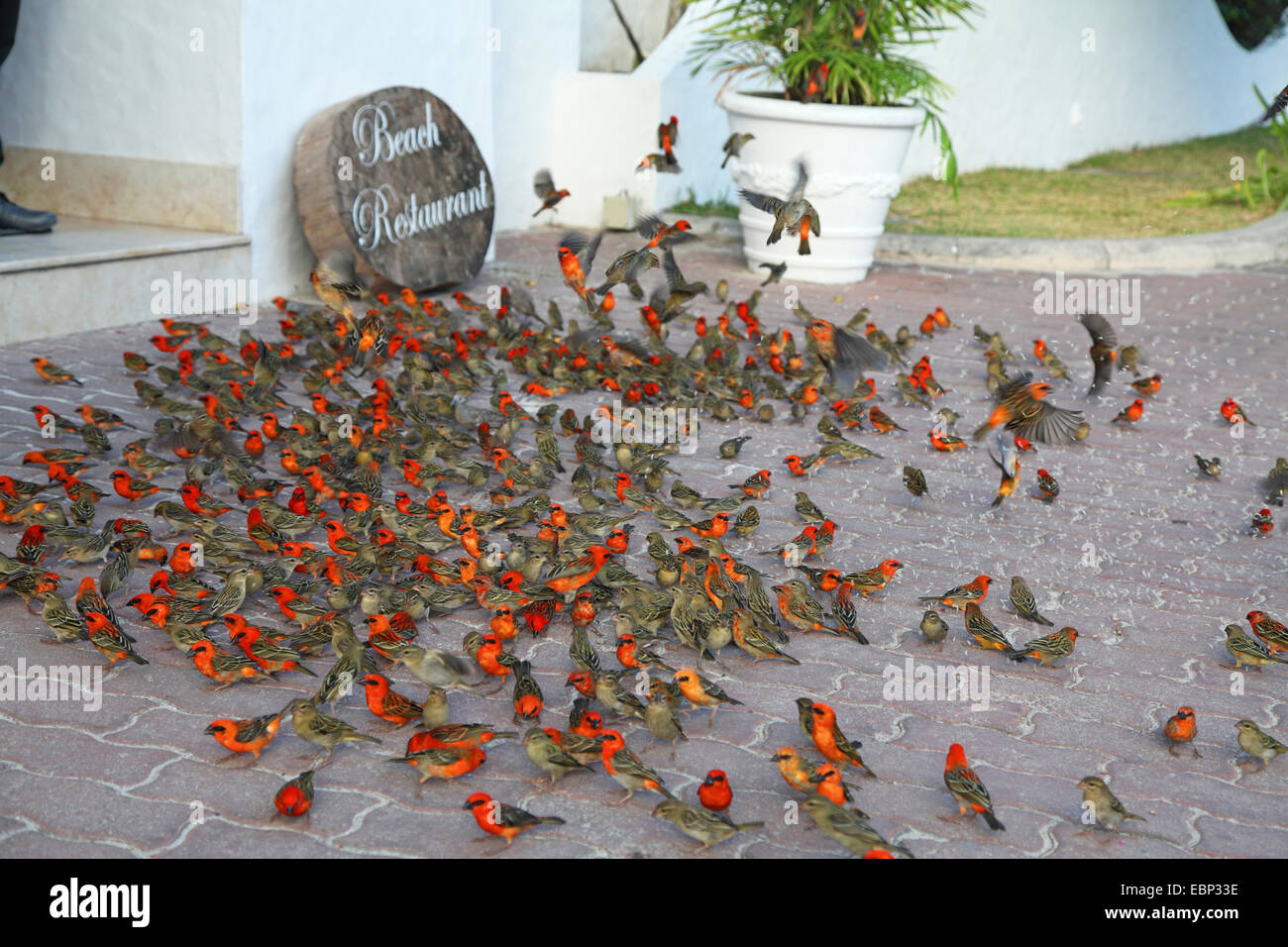 Madagassische rote Fody (Foudia Madagascariensis), Vögel sitzen auf dem Boden und gefüttert auf Reis, Seychellen, Praslin Stockfoto