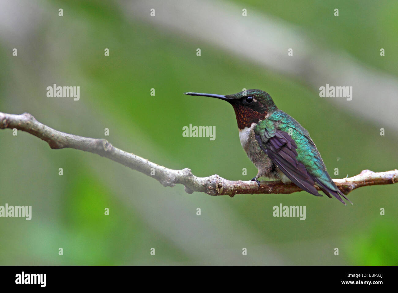 Ruby – Throated Kolibri (Archilochos Colubris), Männlich, USA, Florida, Fort De Soto Stockfoto