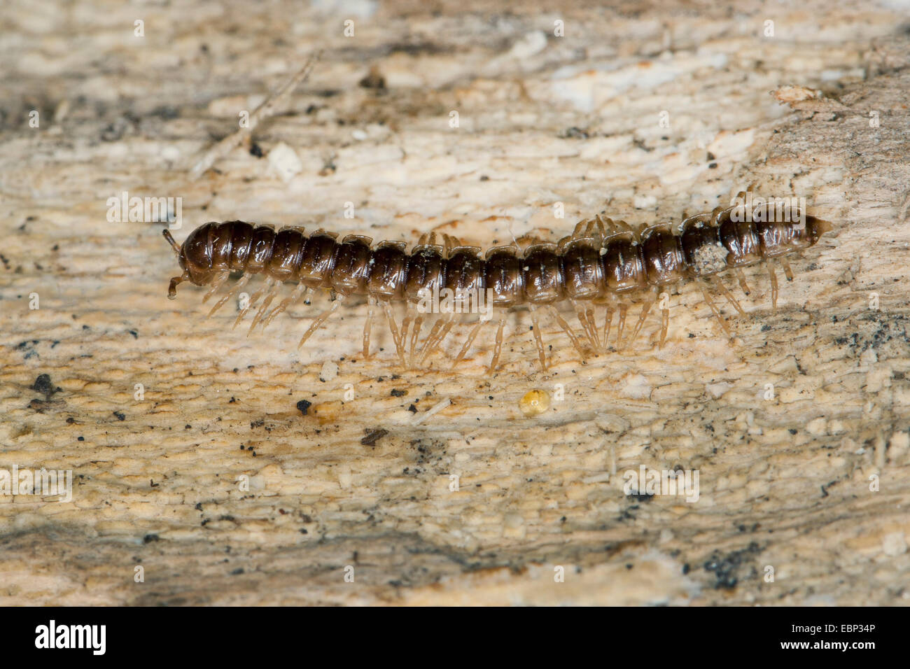 Gewächshaus-Tausendfüßler, Garten Tausendfüßler, Flat-backed Tausendfüßler, Short-Flansch Tausendfüßler, Treibhaus Tausendfüßler (Oxidus Gracilis, Orthomorpha Gracilis), auf einem Stein, Deutschland Stockfoto