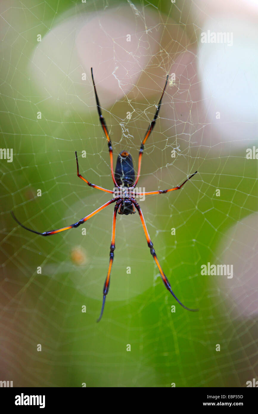 Rotbeinige golden Orb-Web Spider (Nephila Inaurata), Spinne in einem Web, Praslin, Seychellen, Vallee de Mai Nationalpark Stockfoto