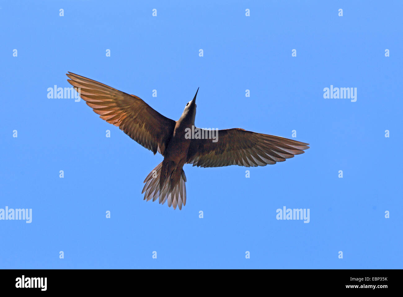 Gemeinsamen Noddy, Brown Noddy (Anous Stolidus), fliegen, Seychellen, Bird Island Stockfoto