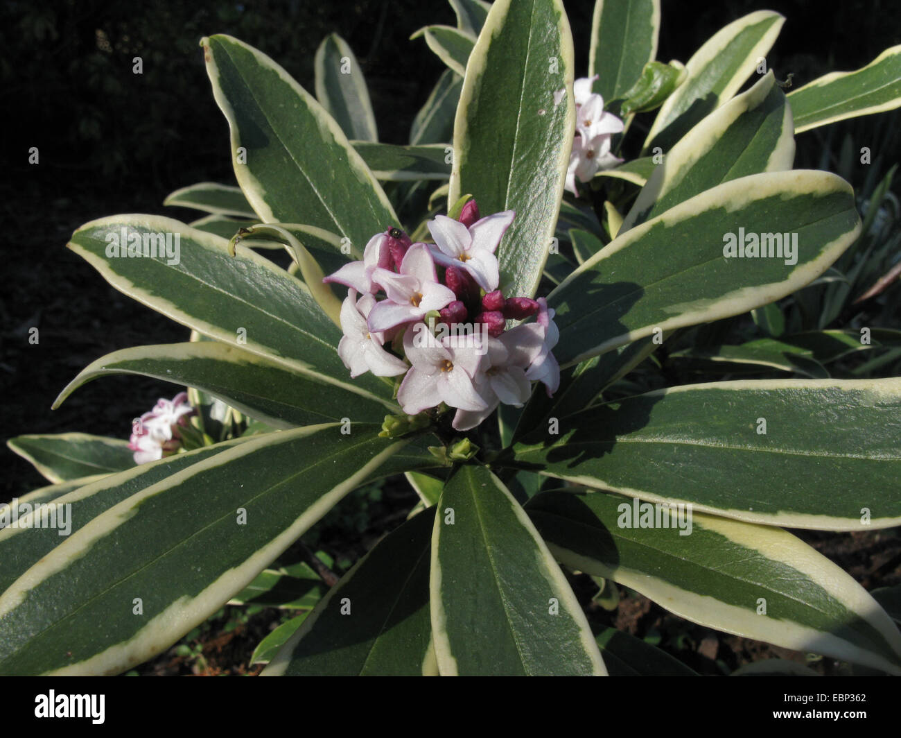 Duftende Sträucher Stockfotos & Duftende Sträucher Bilder Alamy
