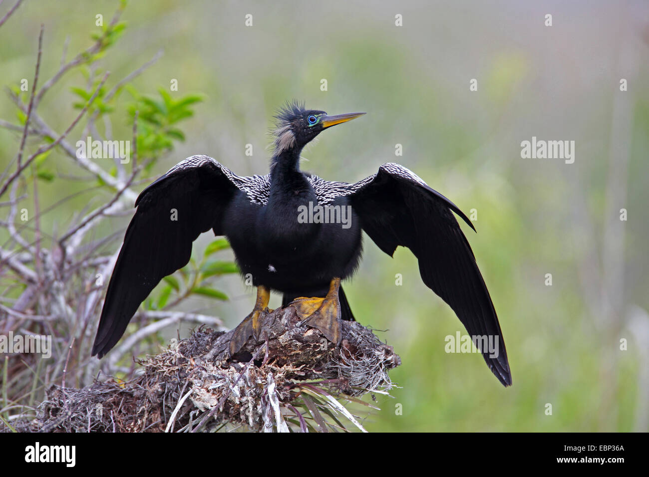 Amerikanische Darter (Anhinga Anhinga), sitzt Männchen auf eine Bromelie, USA, Florida, Everglades Nationalpark Stockfoto