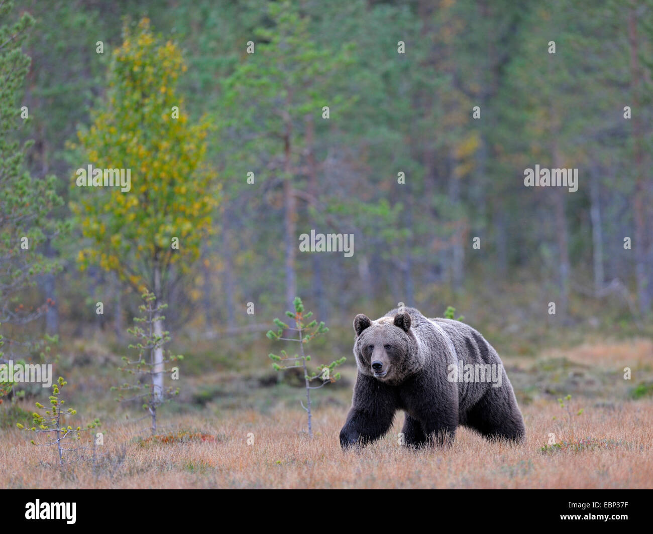 Europäischer Braunbär (Ursus Arctos Arctos), Erwachsene Bären im Herbst im finnischen moor, Finnland Stockfoto