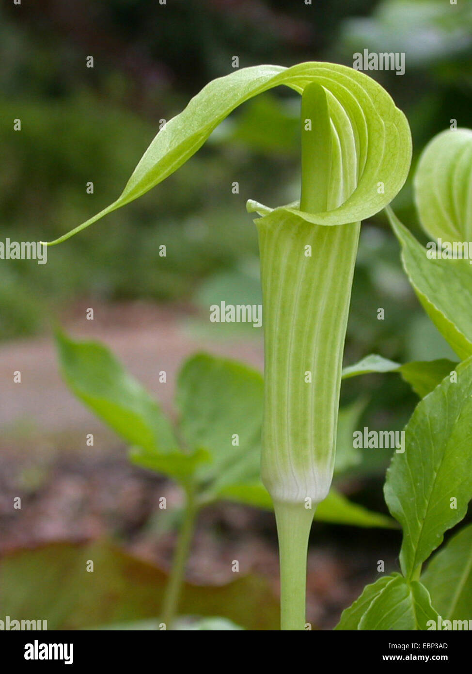 Jack-in-the-Pulpit, Bog Zwiebel, Brauner Drache, indische Rübe, Wake Robin, wilde Rübe (Arisaema Triphyllum), Blütenstand Stockfoto