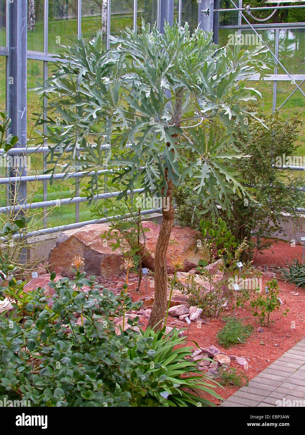 Kohl-Baum (Cussonia Paniculata), in einem Gewächshaus Stockfoto