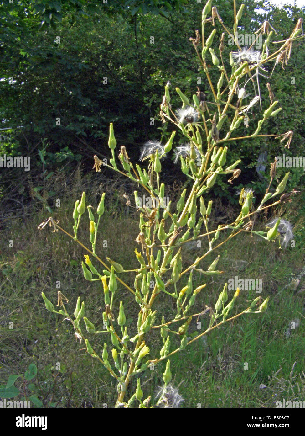 Großer Salat, Lattich (Lactuca Virosa), Fruchtbildung, Deutschland Stockfoto