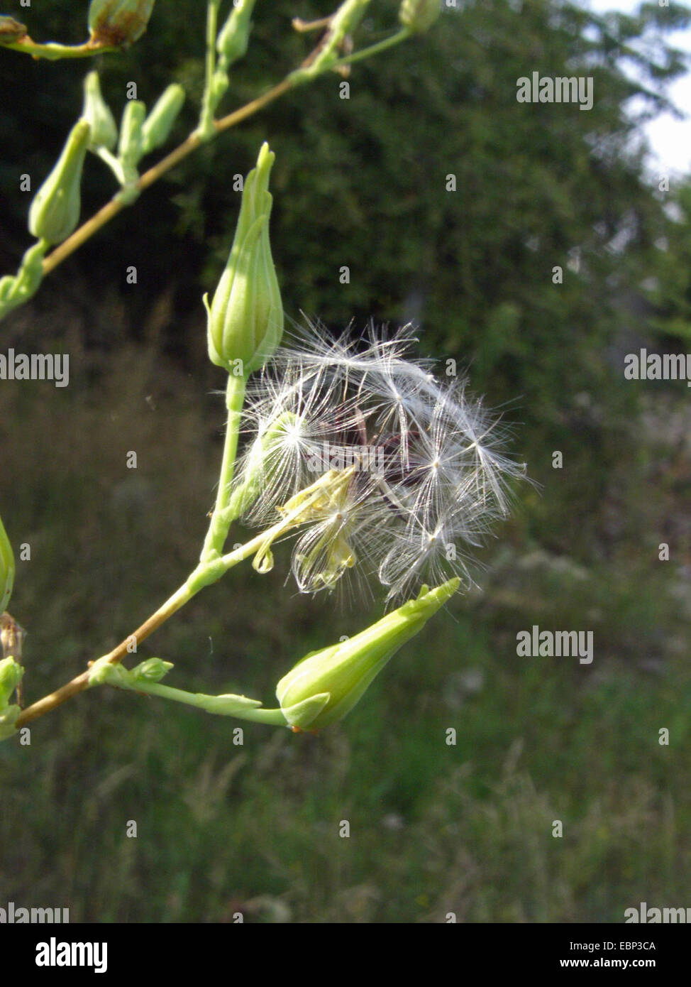 Großer Salat, Lattich (Lactuca Virosa), Fruchtbildung, Deutschland Stockfoto