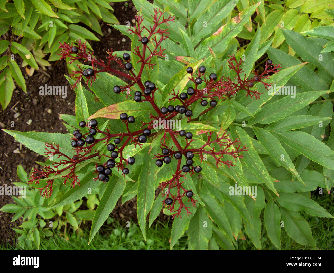 Zwerg elder (Sambucus Ebulus), Fruchtbildung, Deutschland Stockfoto