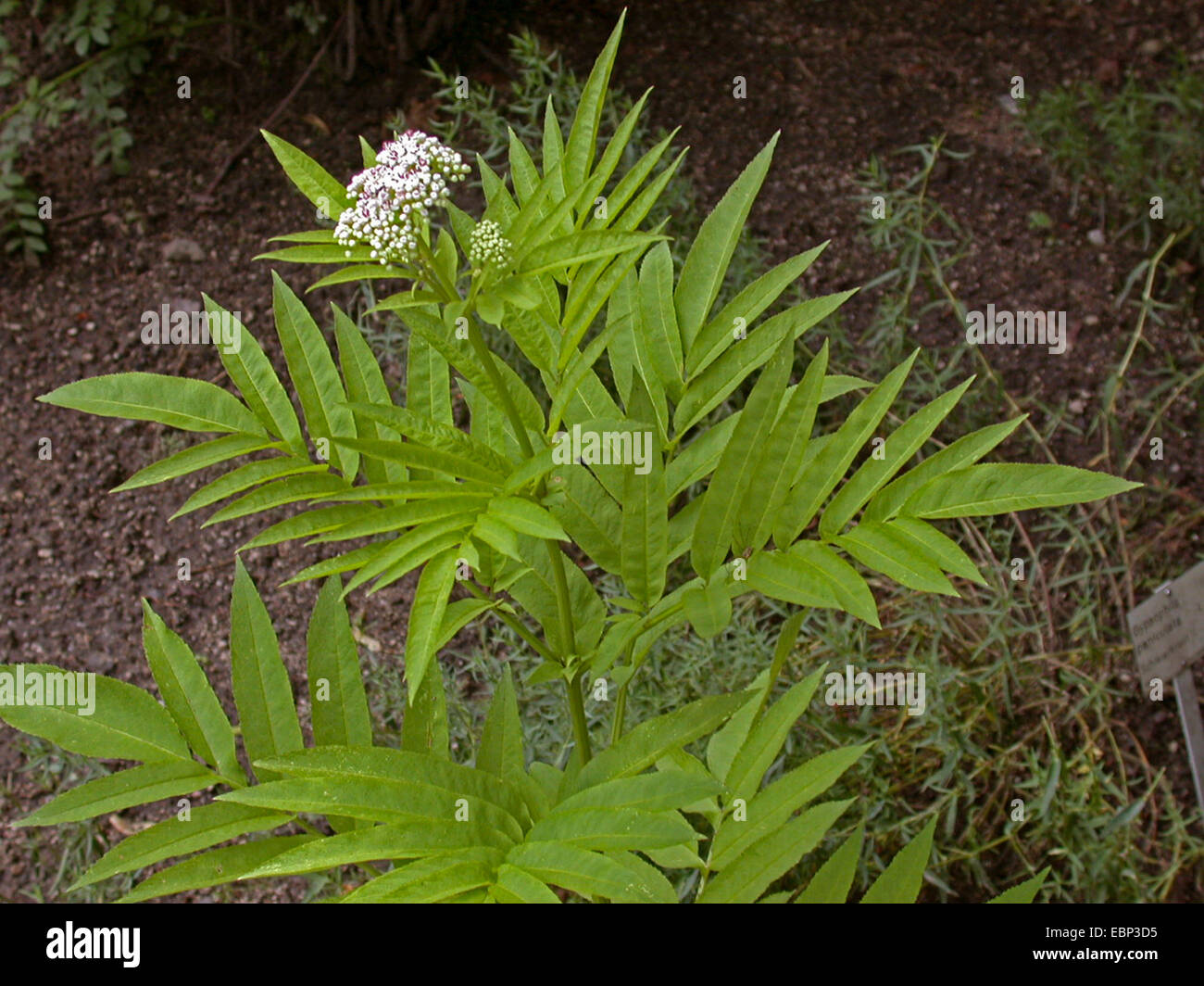 Zwerg elder (Sambucus Ebulus), blühen, Deutschland Stockfoto