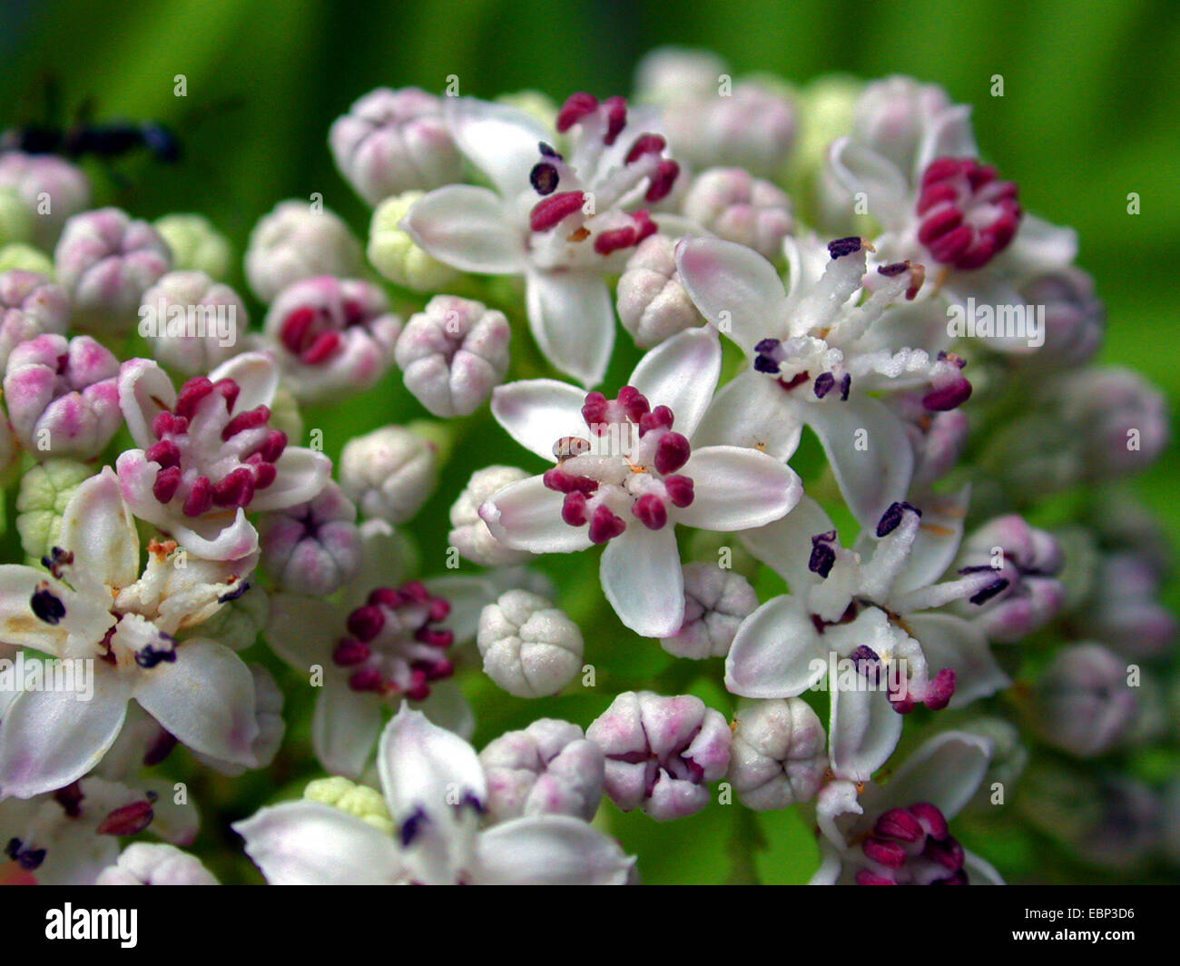 Zwerg elder (Sambucus Ebulus), Blütenstand, Deutschland Stockfoto