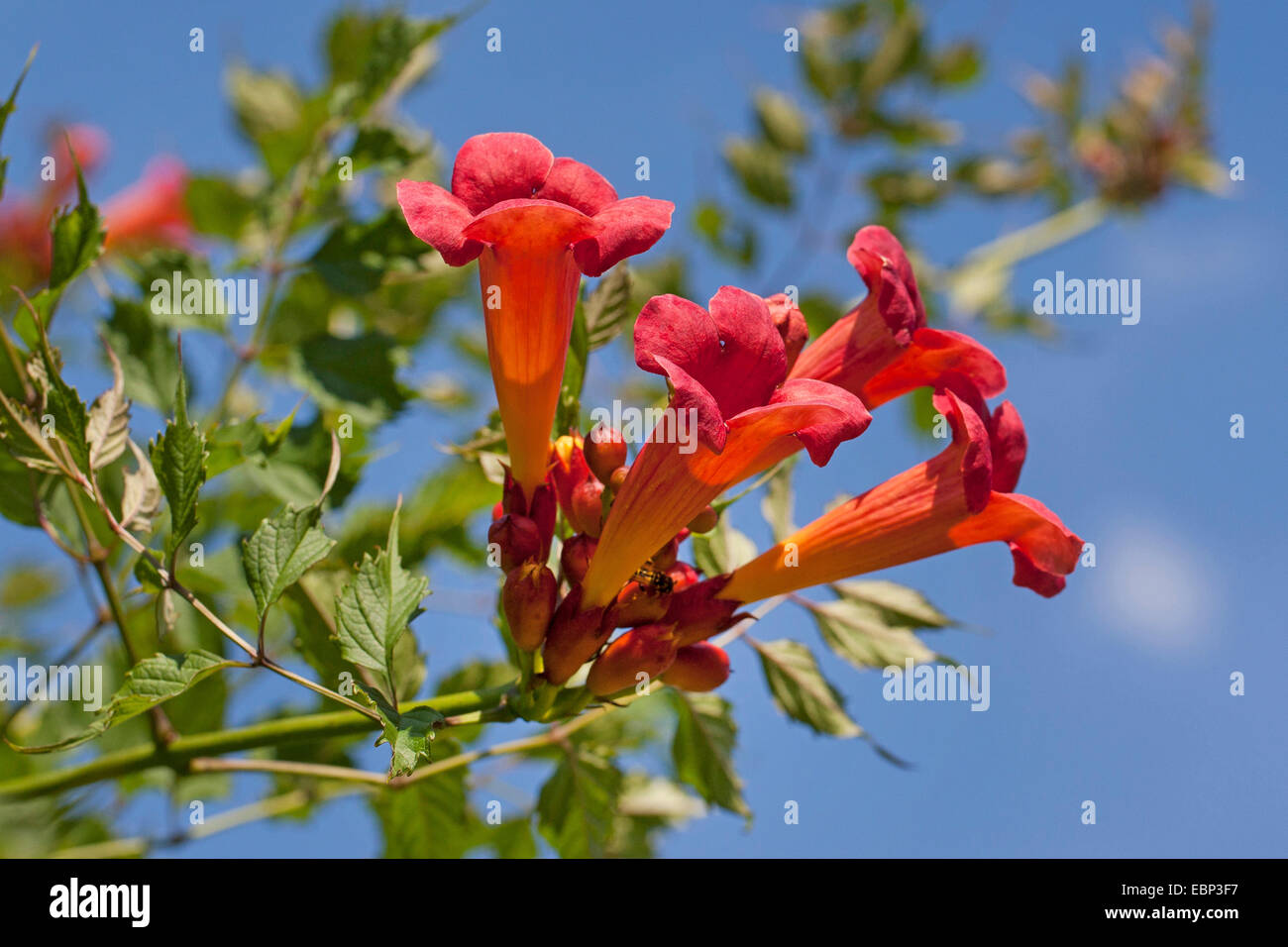 Trumpet Creeper, Trumpet Vine (Campsis Radicans, Bignonia Radicans, Tecoma Radicans), Blumen Stockfoto