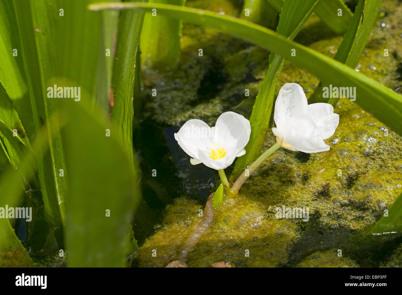 Krabbe-Kralle, Wasser-Soldat (Stratiotes Aloides), blühen, Deutschland Stockfoto