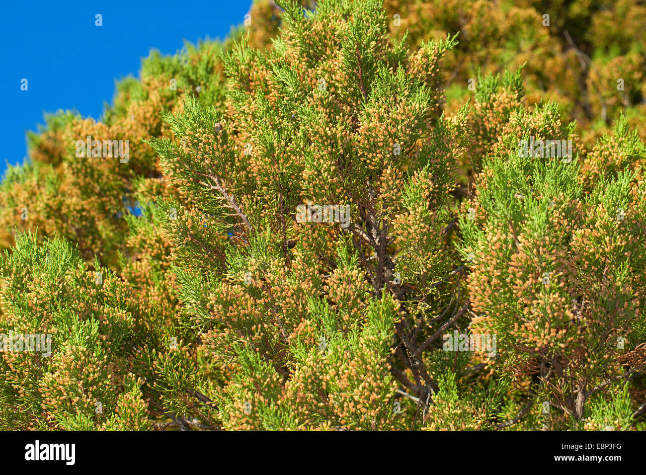 Phönizischer Wacholder (Juniperus Phoenicea Turbinata, Juniperus Turbinata), Zweige mit männlichen Blüten Stockfoto
