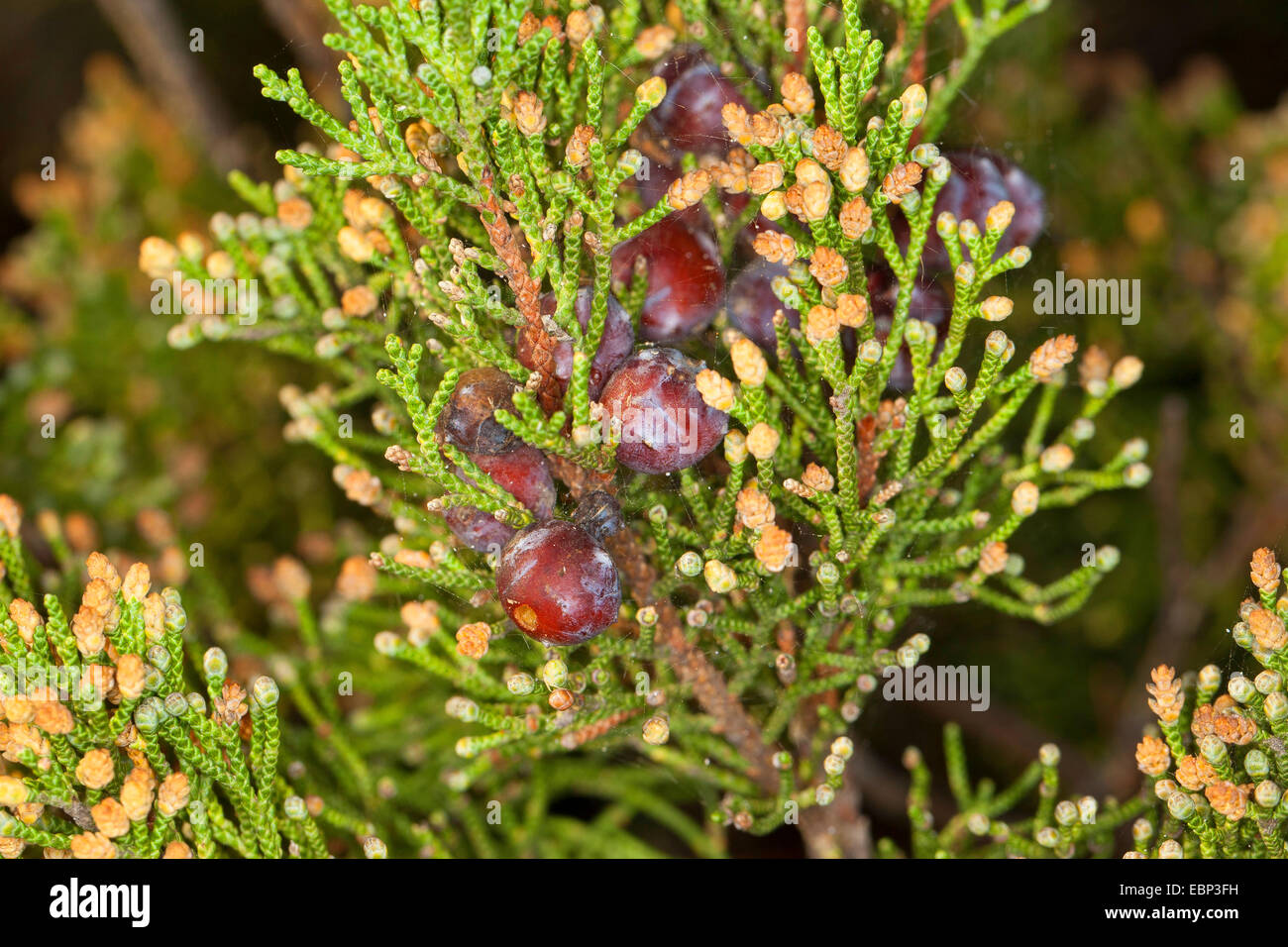 Phönizischer Wacholder (Juniperus Phoenicea Turbinata, Juniperus Turbinata), mit reifen Zapfen und männliche Blüten Stockfoto