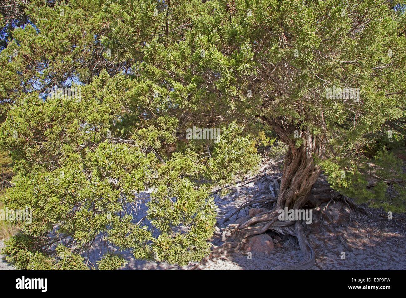 Phönizischer Wacholder (Juniperus Phoenicea Turbinata, Juniperus Turbinata), alten Baum in Dünen Stockfoto