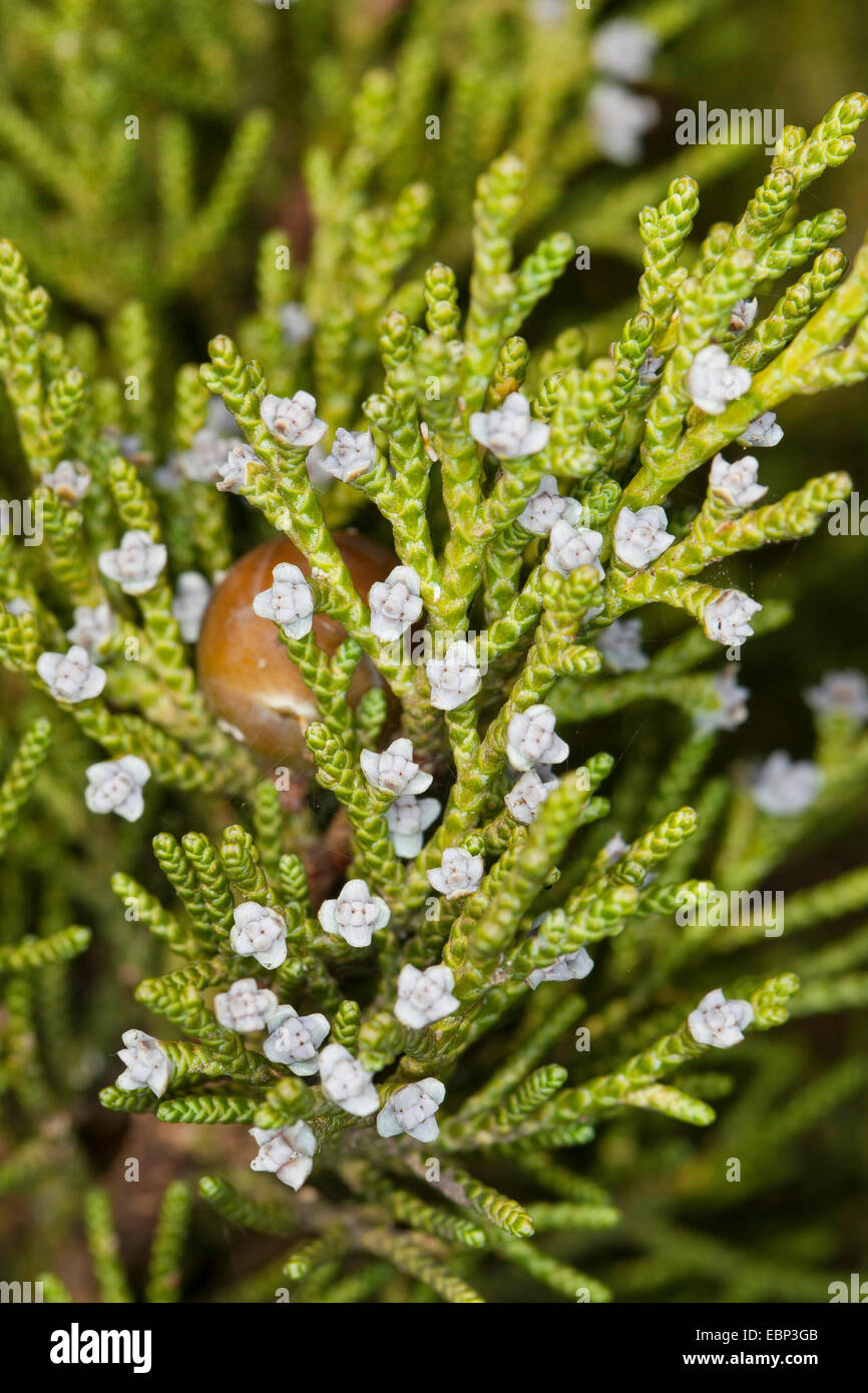 Phönizischer Wacholder (Juniperus Phoenicea Turbinata, Juniperus Turbinata), Zweig mit jungen Zapfen Stockfoto