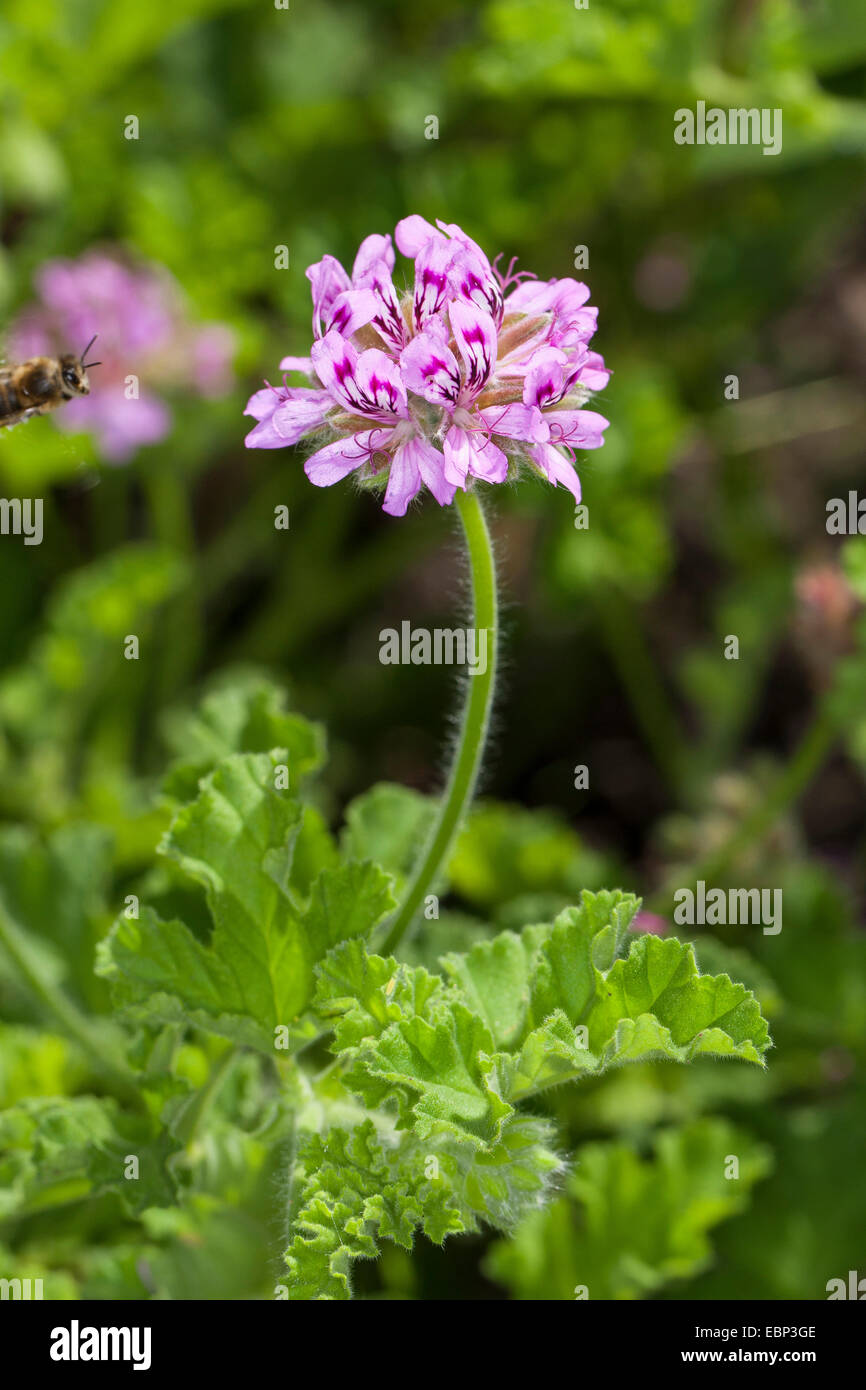 Alte Mode Rose Geranium, Rose Geranie (Pelargonium Graveolens), blühen Stockfoto