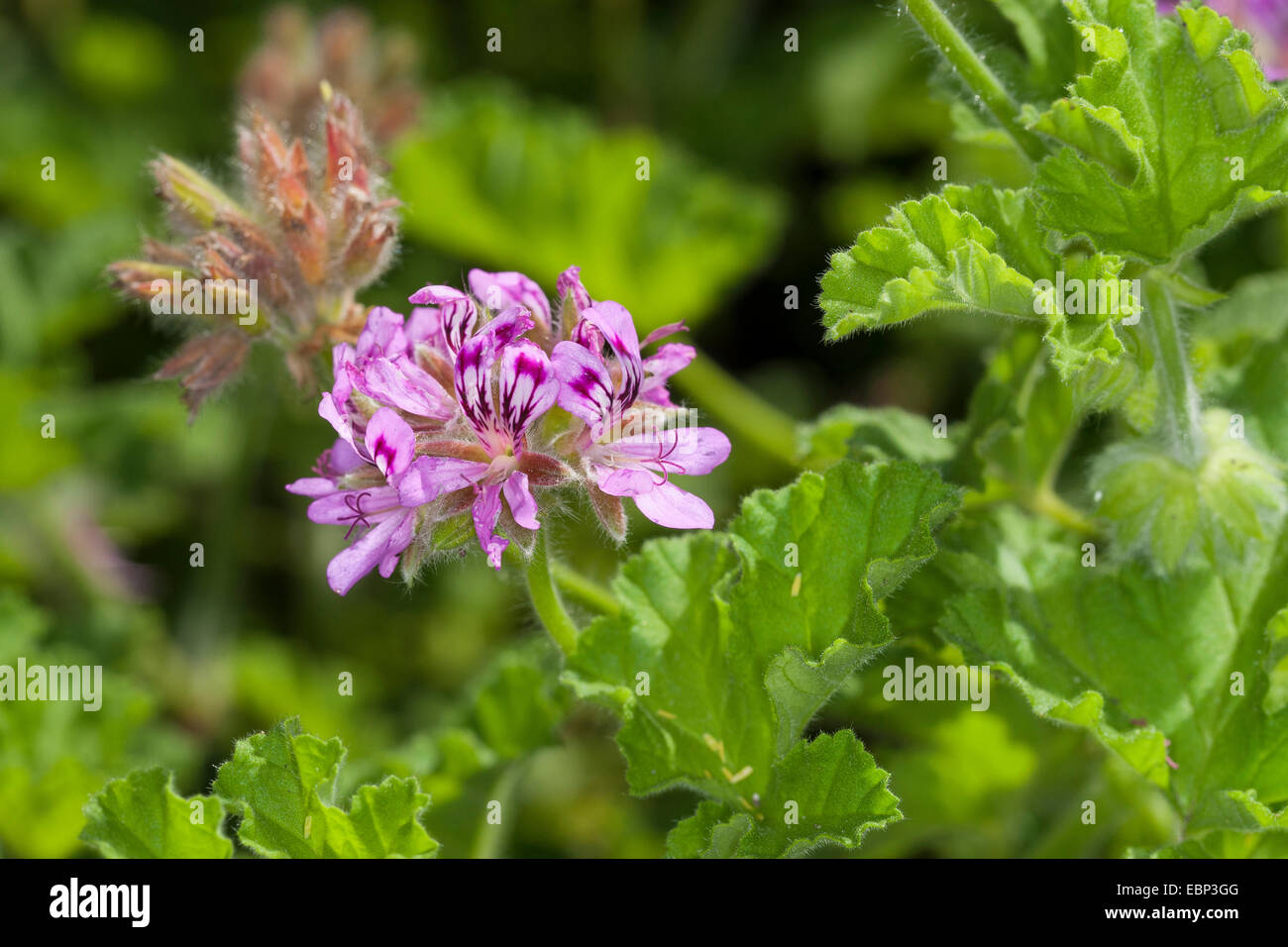 Alte Mode Rose Geranium, Rose Geranie (Pelargonium Graveolens), blühen Stockfoto