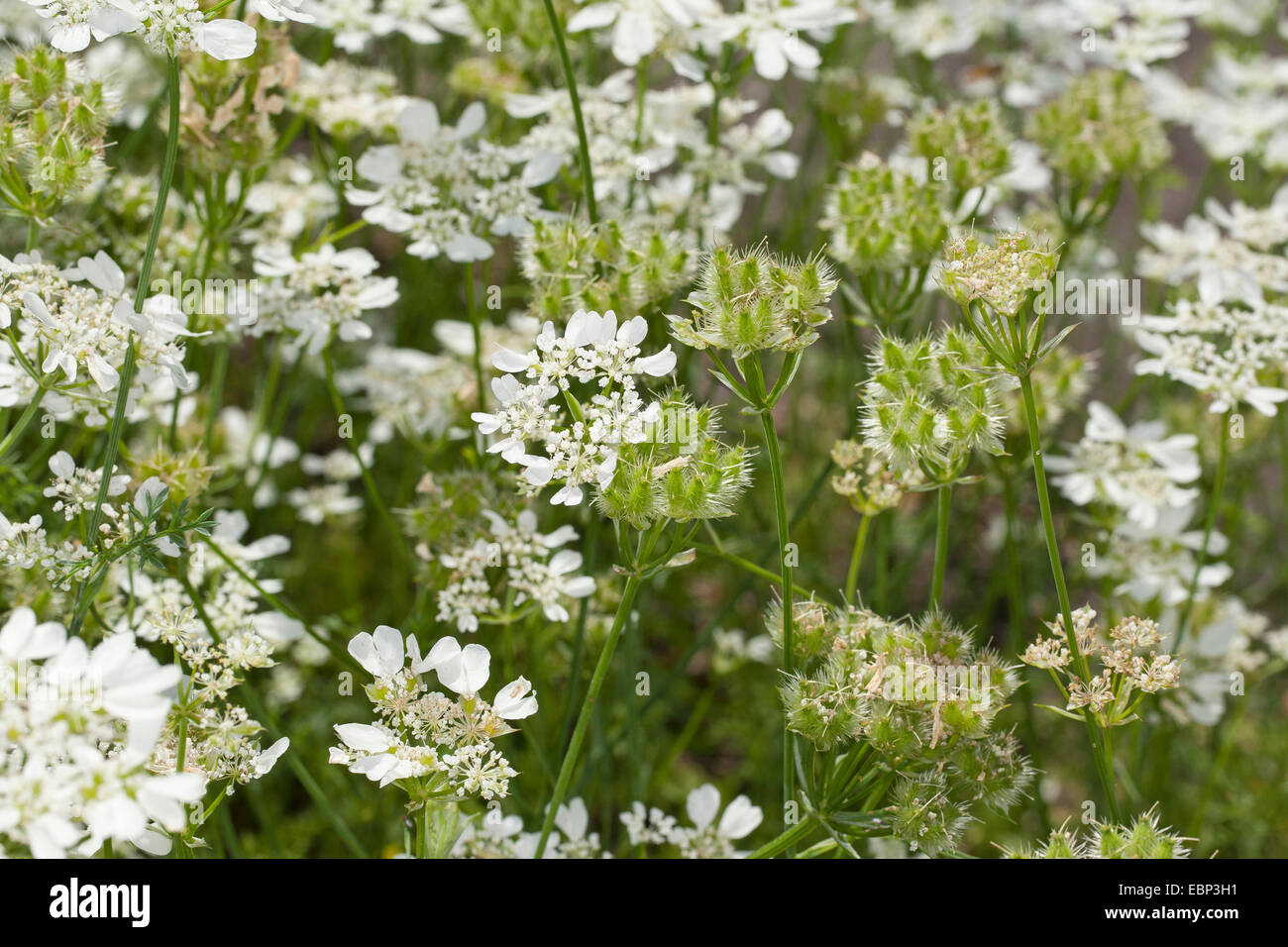 Weiße Spitze Blume, weiße Laceflower, Minoan Spitze (Orlaya Grandiflora, Caucalis Grandiflora), Blüte, Deutschland Stockfoto