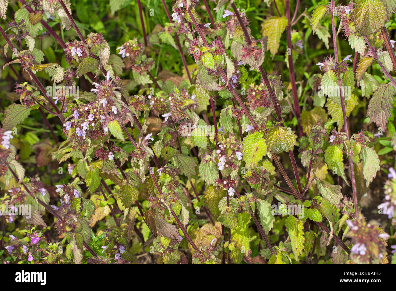 Black Horehound (Ballota Nigra), blühen, Deutschland Stockfoto