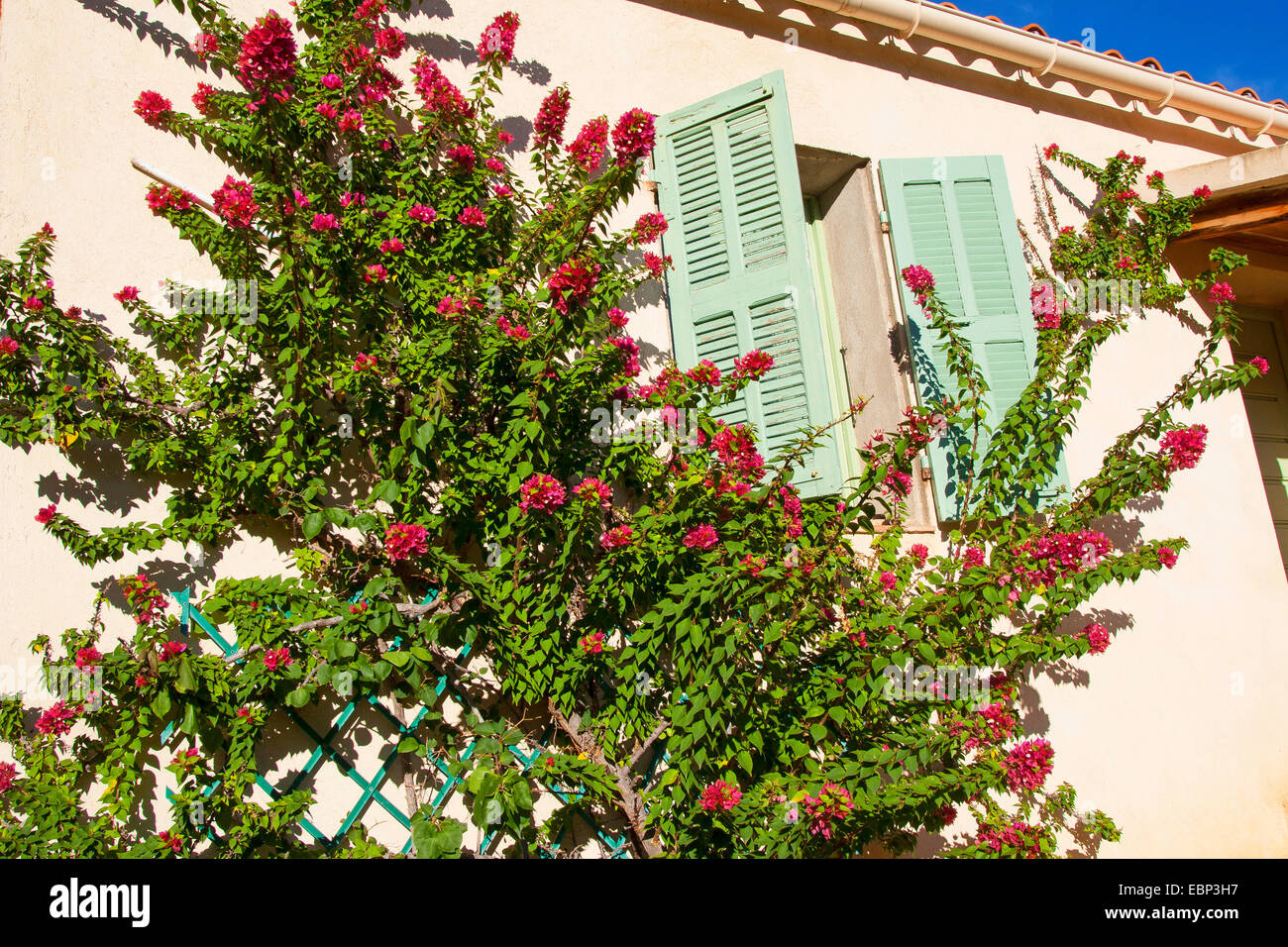 Papierfabrik, Four-o'clock (Bougainvillea spec.), Kletterpflanze auf der Fassade Stockfoto