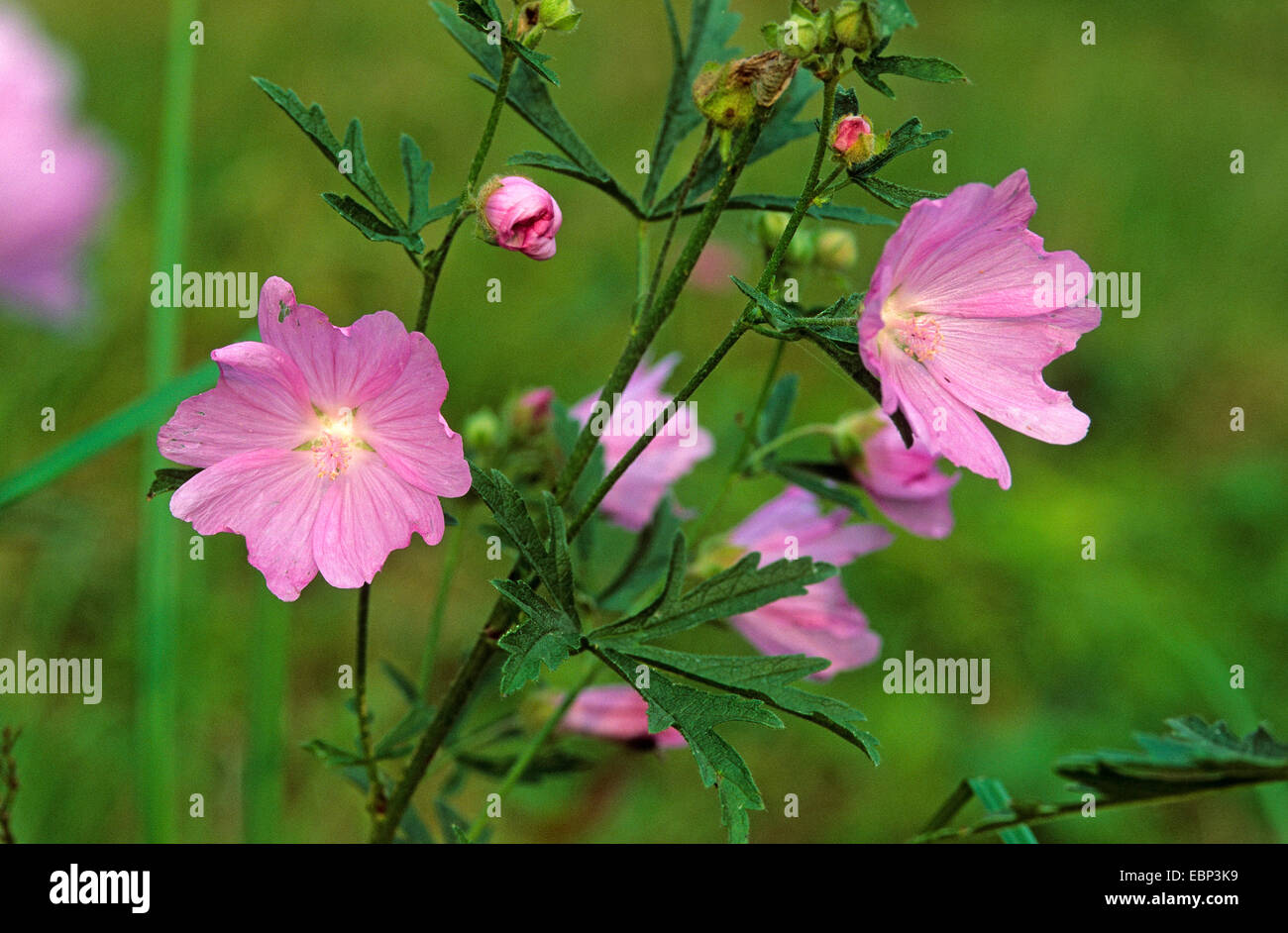 Stockrose Malve, großblütige Malve, rosa Malve, Vervian Cheeseweed (Malva Alcea), blühen, Deutschland Stockfoto