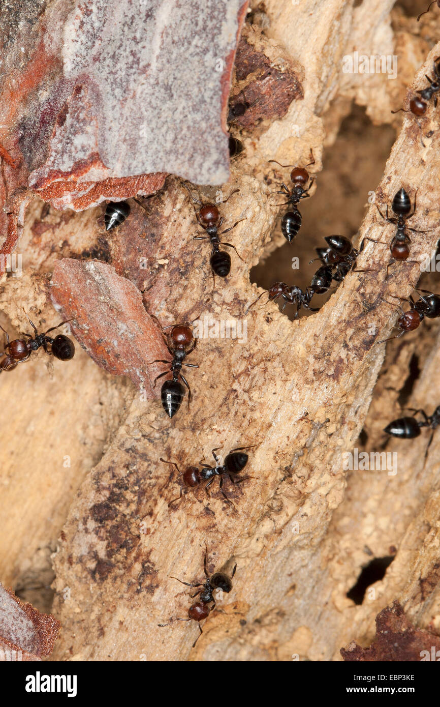 Acrobat-Ameise, mediterrane Myrmicine Ant (Crematogaster Scutellaris), mehrere Acrobat Ameisen auf Totholz, Deutschland Stockfoto