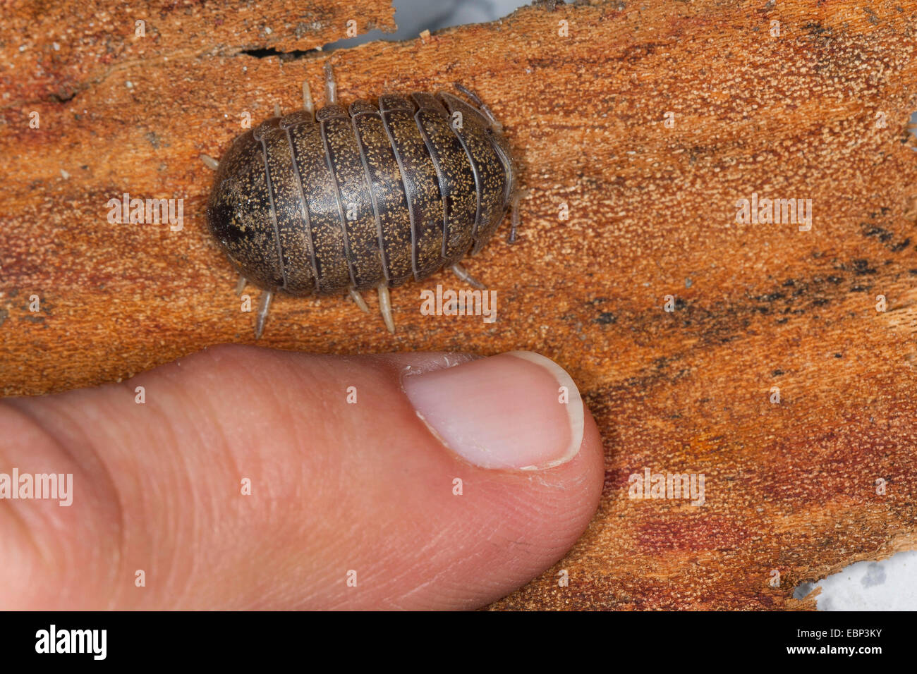 Pillbug, Pill Bug (Helleria Brevicornis), mit dem Finger zum Größenvergleich, Frankreich, Corsica Stockfoto