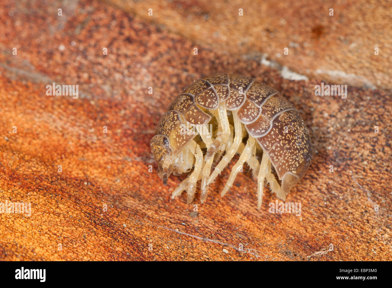 Pillbug, Pill Bug (Helleria Brevicornis), aufrollen, Frankreich, Korsika Stockfoto