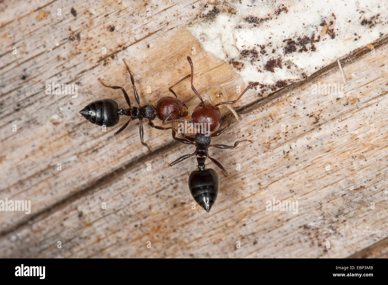 Acrobat-Ameise, mediterrane Myrmicine Ant (Crematogaster Scutellaris), zwei Acrobat Ameisen mit Beute, Deutschland Stockfoto