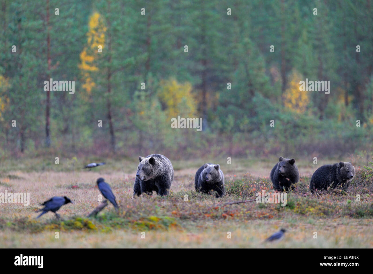 Europäischer Braunbär (Ursus Arctos Arctos), Bärin mit Jugendlichen in der finnischen Mohr, Finnland Stockfoto