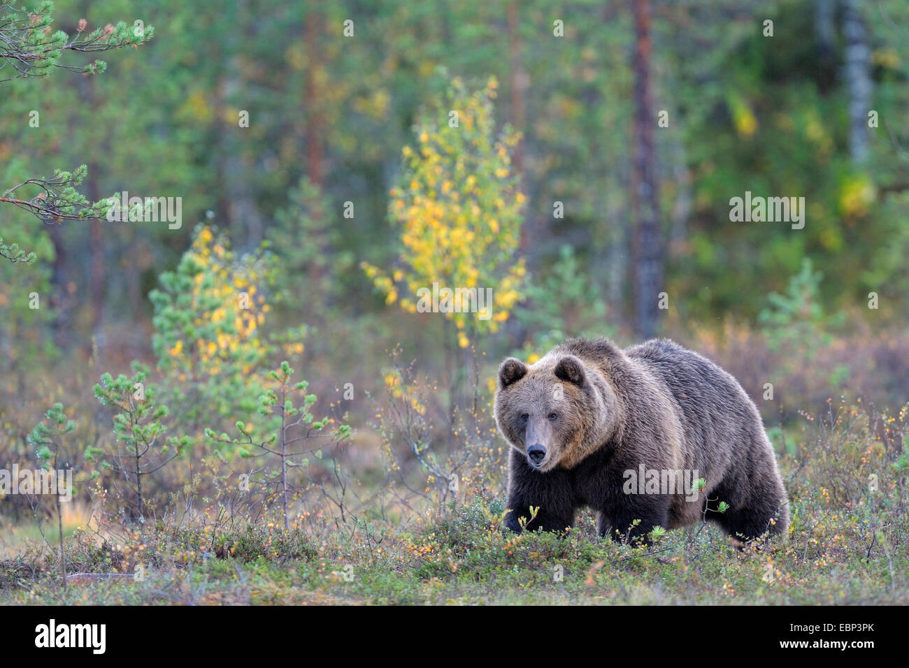 Europäischer Braunbär (Ursus Arctos Arctos), Erwachsene Bären im Herbst im finnischen moor, Finnland Stockfoto