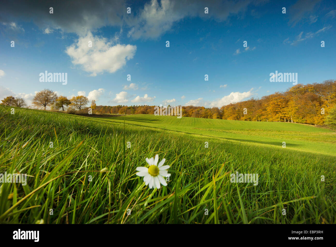 duftende Mayweed, deutsche Kamille, deutsche Mayweed (Matricaria Chamomilla, Matricaria Recutita), Feld und Wald Landschaft im Herbst, Deutschland, Brandenburg, Uckermark Stockfoto