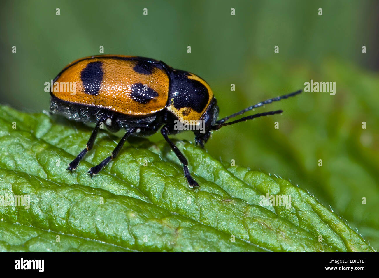Sechs-spotted Topf Käfer (Randzone Sexpunctatus), auf einem Blatt, Deutschland Stockfoto
