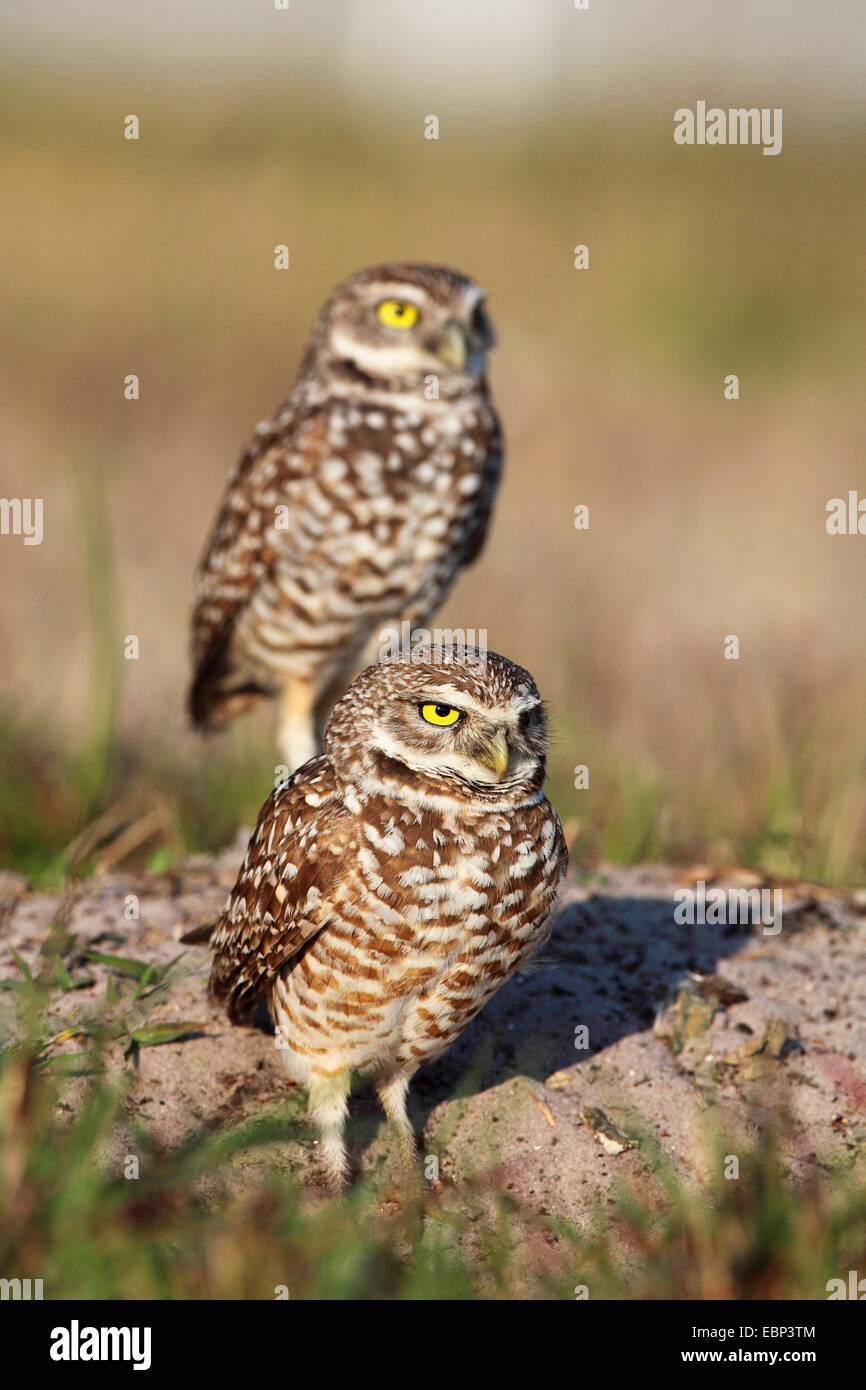 Kanincheneule (Athene Cunicularia), steht paar auf dem Boden, USA, Florida Stockfoto