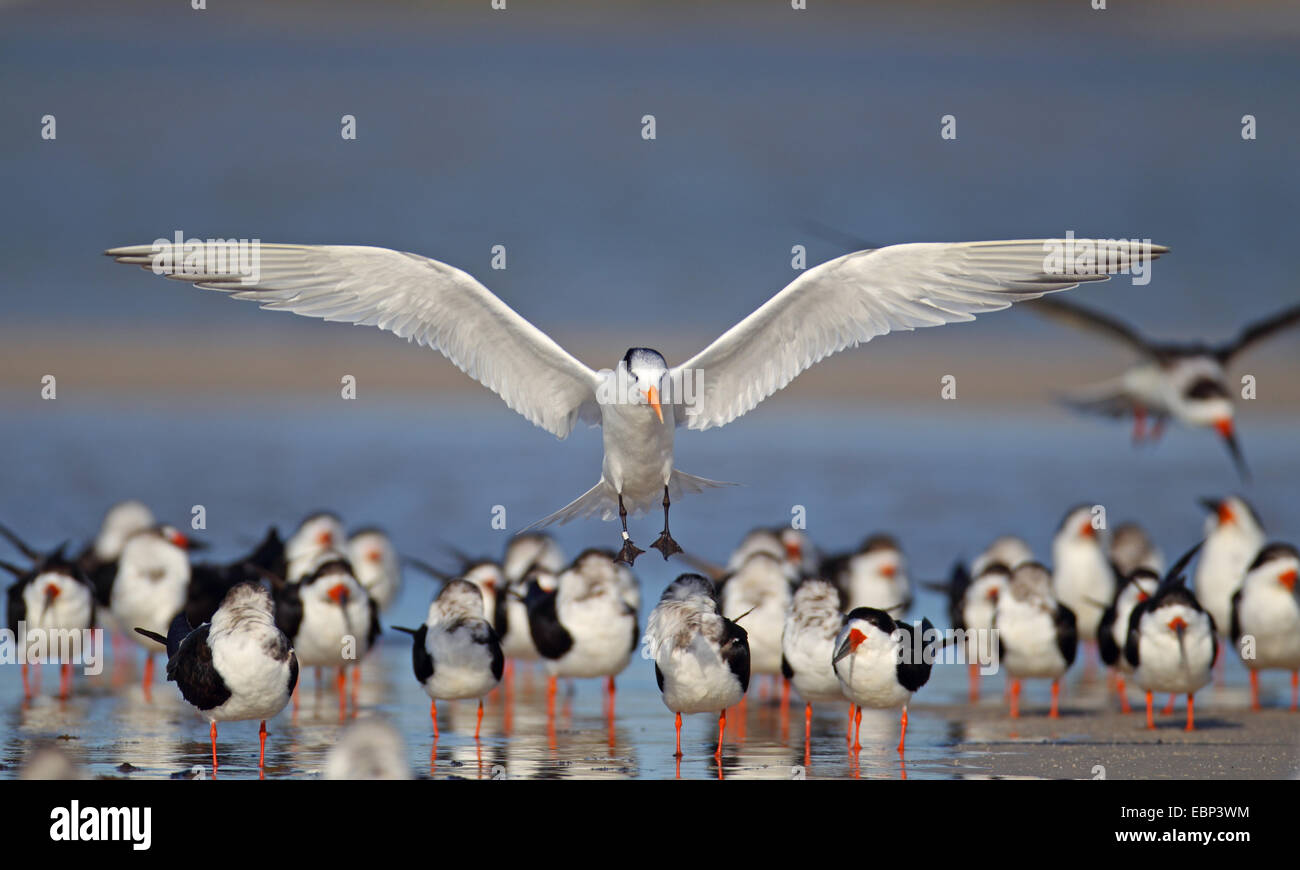 Königliche Seeschwalbe (Thalasseus Maximus, Sternea Maxima), Vogel landet in einer Herde von Seeschwalben, USA, Florida Stockfoto