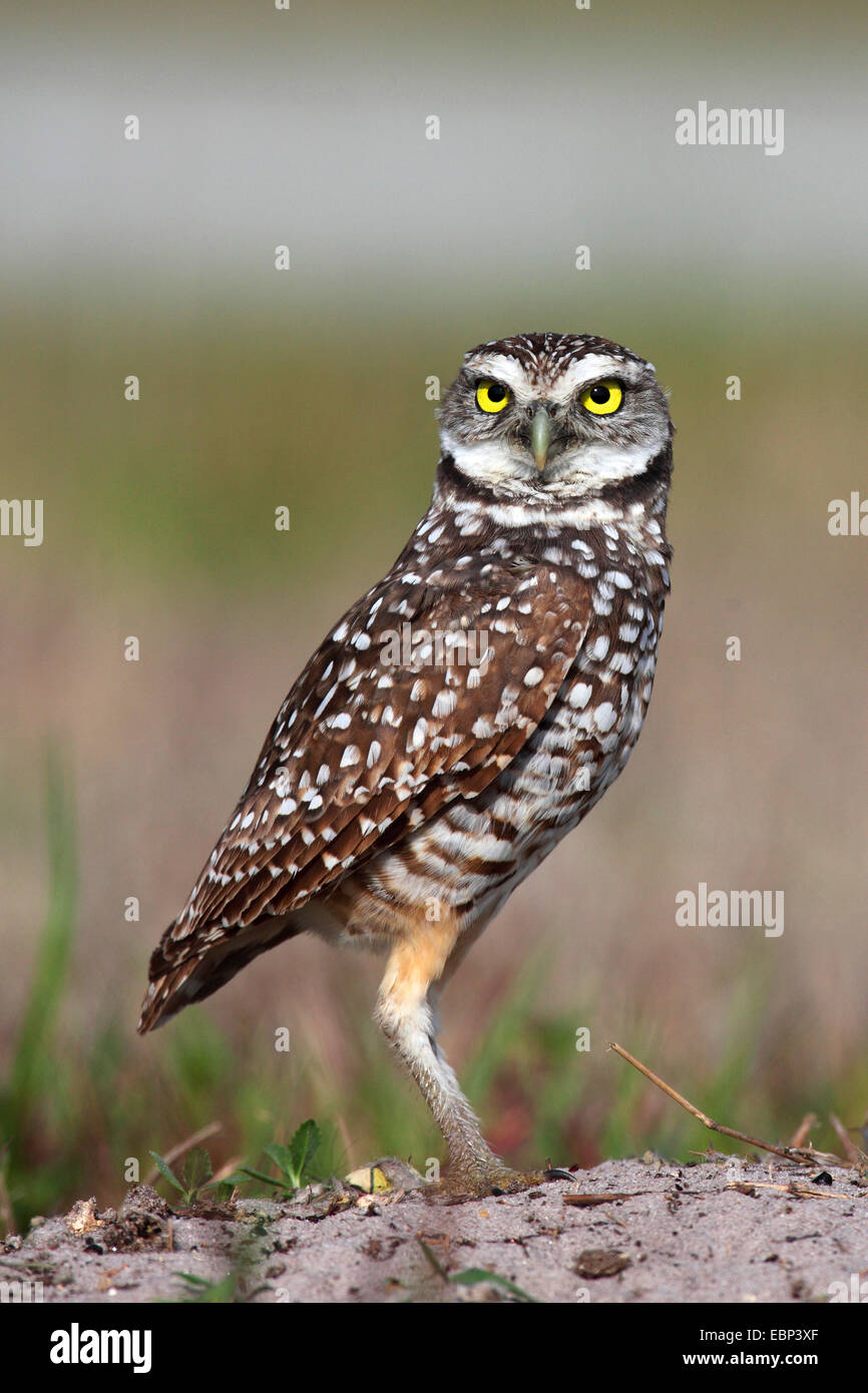 Kanincheneule (Athene Cunicularia), steht auf dem Boden, USA, Florida Stockfoto