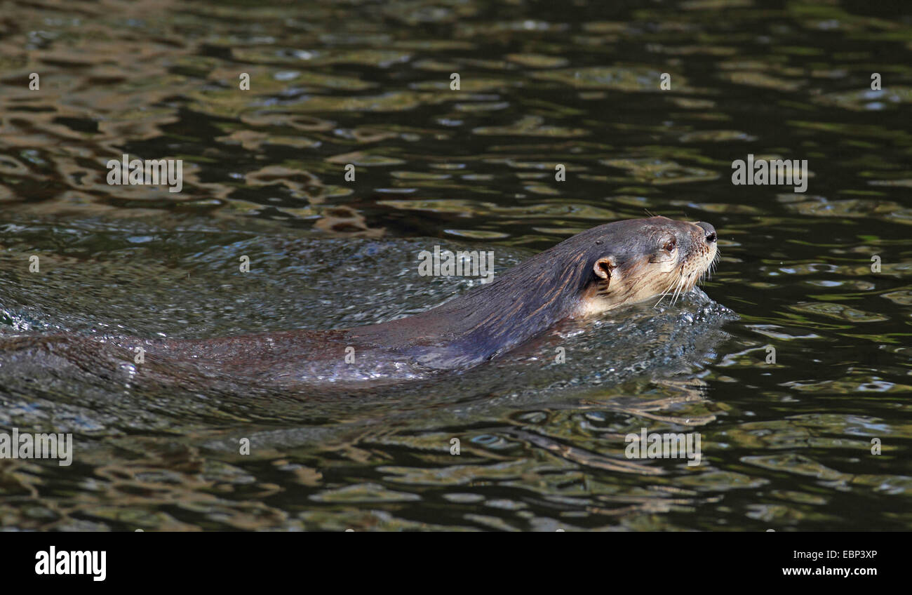 Nordamerikanischer Fischotter, kanadische Fischotter (Lutra Canadensis), Schwimmen, USA, Florida Stockfoto