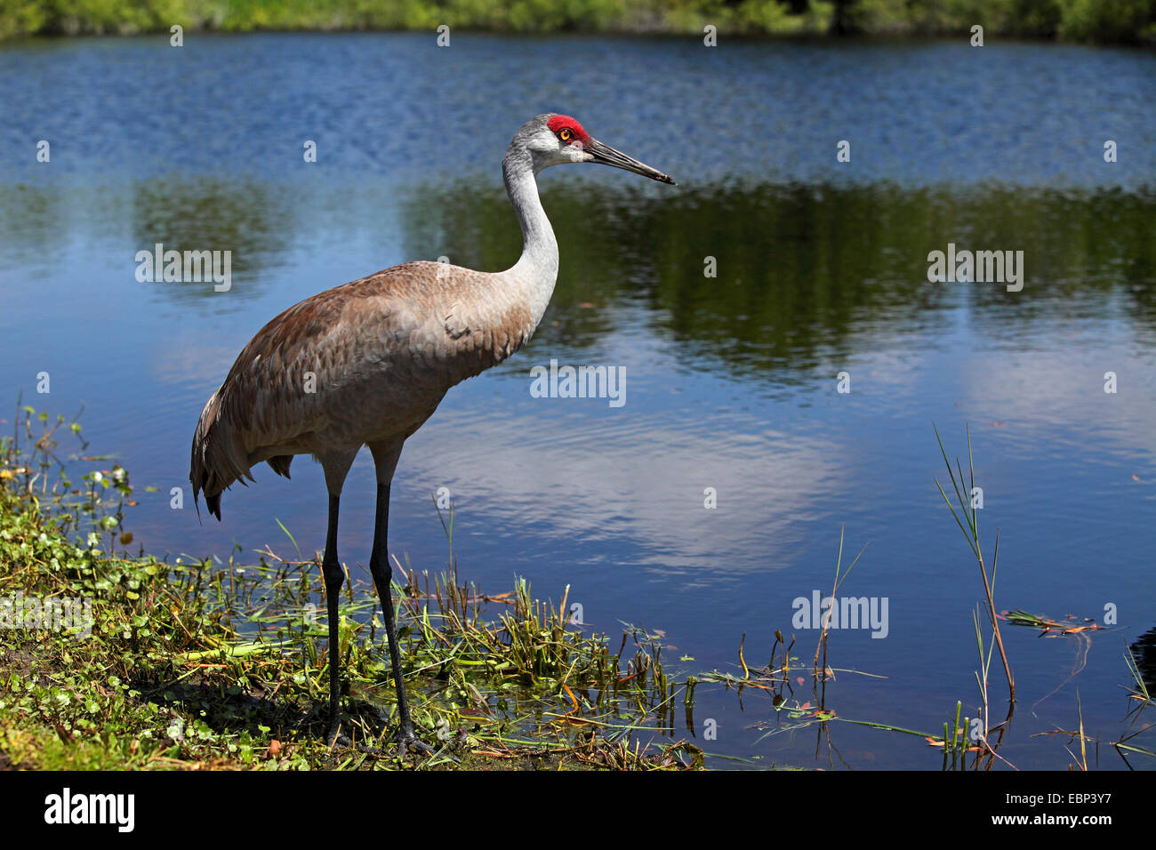 Sandhill Kran (Grus Canadensis), steht am See, USA, Florida Stockfoto