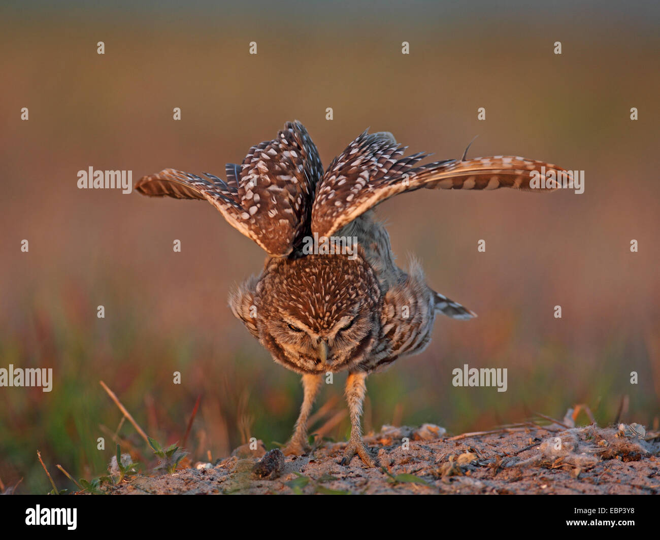 Kanincheneule (Athene Cunicularia), steht auf dem Boden und streckt die Flügel, USA, Florida Stockfoto