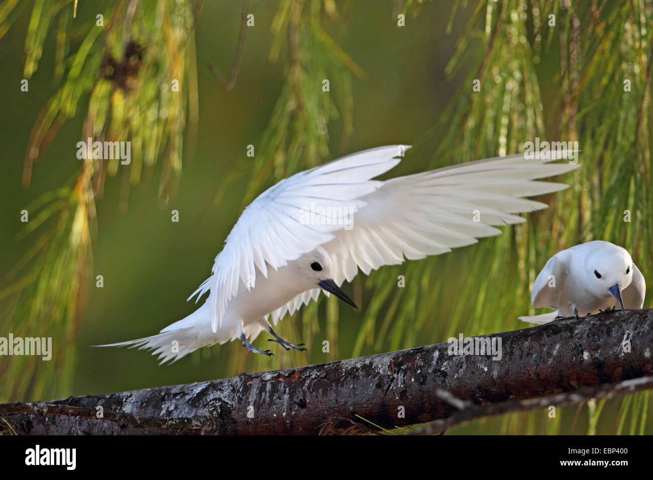 Weiße Seeschwalbe (Gygis Alba), fliegt männlich zu weiblich, das in eine She-Eiche, Seychellen, Bird Island sitzt Stockfoto