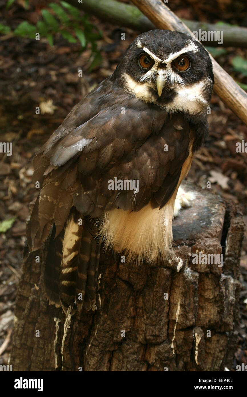 Spectacled Eulen (Pulsatrix Perspicillata) im Basler Zoo, Schweiz