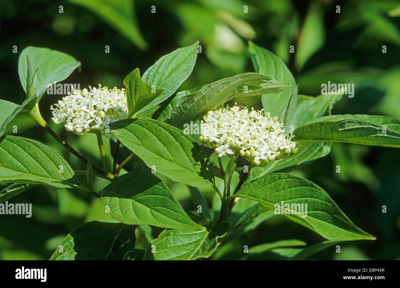 weiße Hartriegel, weiße fruited Hartriegel, rot bellte Hartriegel (Cornus Alba), blühen Stockfoto