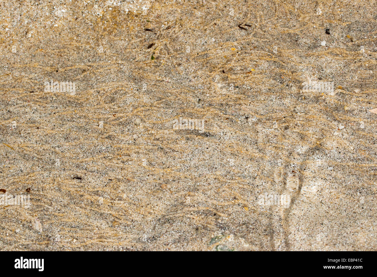 Pygospio Wurm gräbt Rohr-Dweller (Pygospio Elegans), ausgesetzt Sand im Wattenmeer, Deutschland Stockfoto