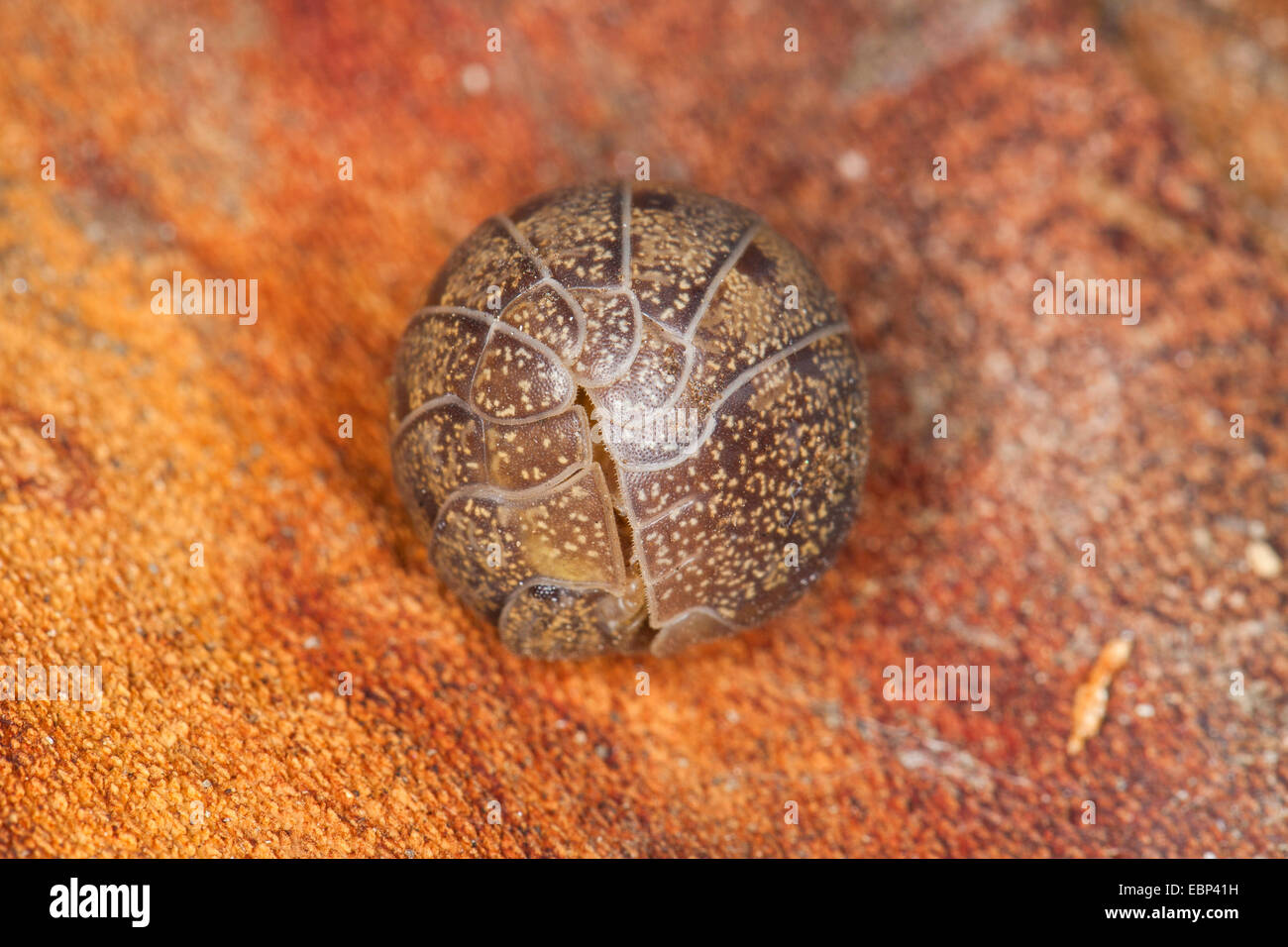 Pillbug, Pill Bug (Helleria Brevicornis), zusammengerollt, Frankreich, Korsika Stockfoto
