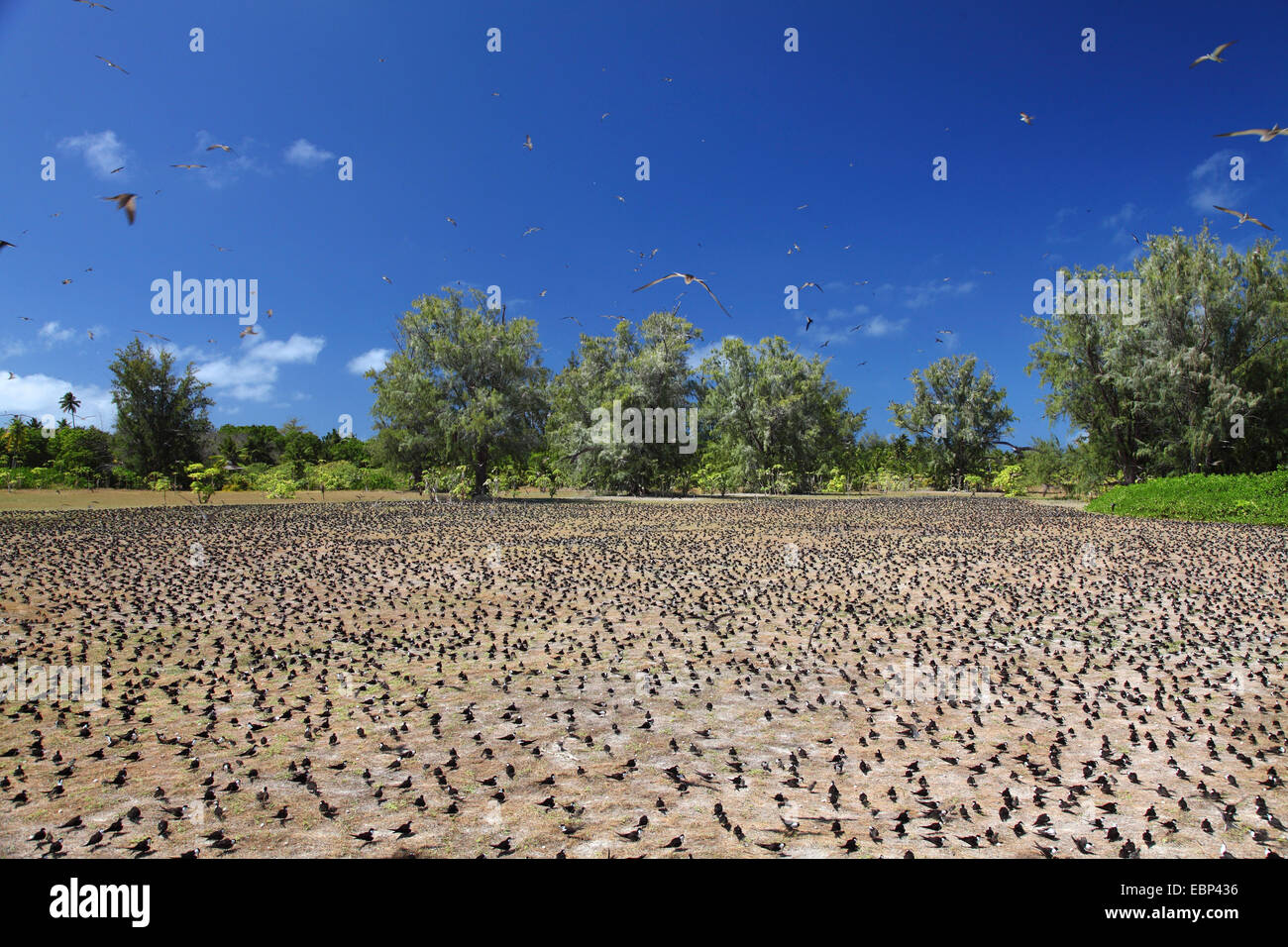 Sooty Tern (Sterna Fuscata), Kolonie auf gerodeten Boden, Seychellen, Bird Island Stockfoto
